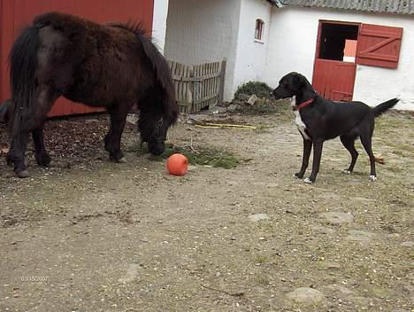 Dansk Miniature La Luna - "ska vi lege med din bold, hund?" billede 4