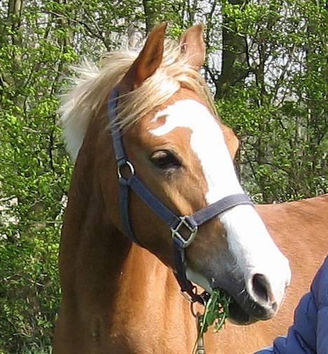 DSP Friis Jesse Bell  - Verdens smukkeste pony! billede 3
