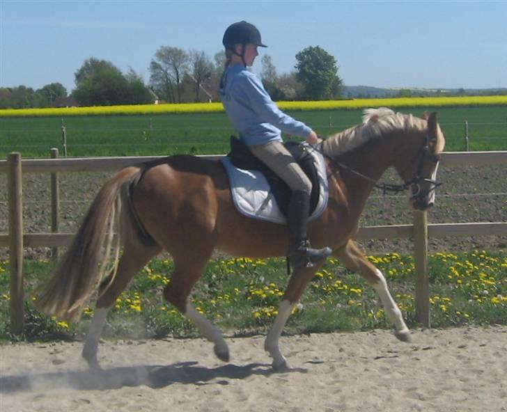 DSP Friis Jesse Bell  - 2. ridetur på hende. billede 5