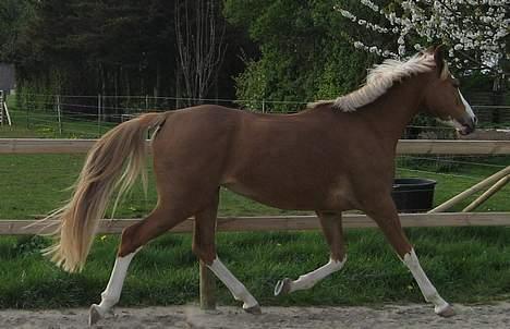 DSP Friis Jesse Bell  billede 6