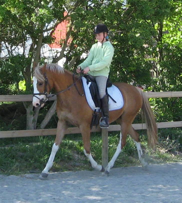 DSP Friis Jesse Bell  - 3. ridetur. billede 8