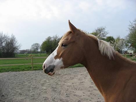 DSP Friis Jesse Bell  billede 10