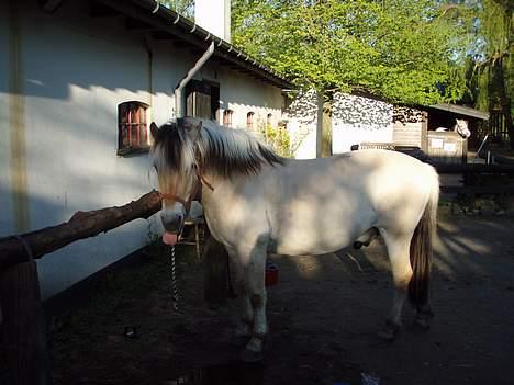 Fjordhest Claus (Part) - Se hans tunge foto: Mig .) billede 18