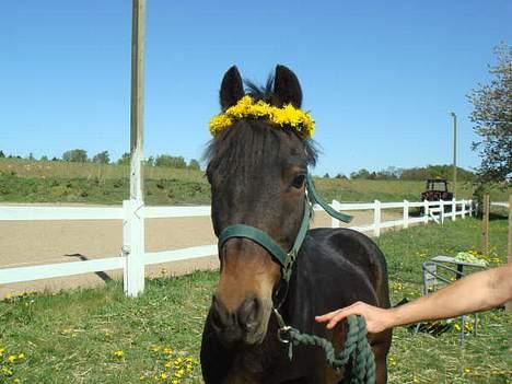 Hackney naughty boy *Solgt*:'( - naughty elsker blomster billede 3