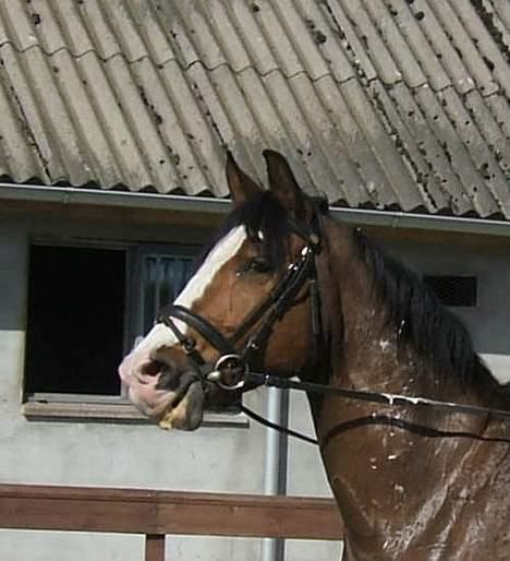 Polsk Varmblod kasia (død) - efter en hård dressurtime billede 5