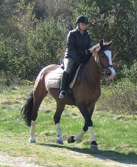 Polsk Varmblod kasia (død) - en af de første gange jeg red hende billede 6