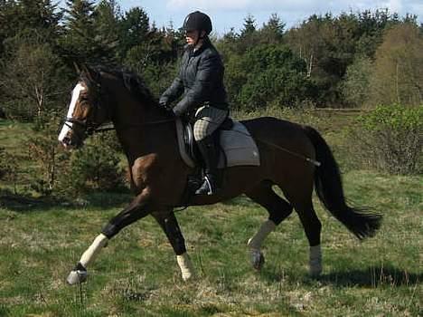 Polsk Varmblod kasia (død) - et super billed billede 7