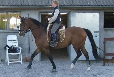 Polsk Varmblod kasia (død) - lidt dressur der hjemme billede 8