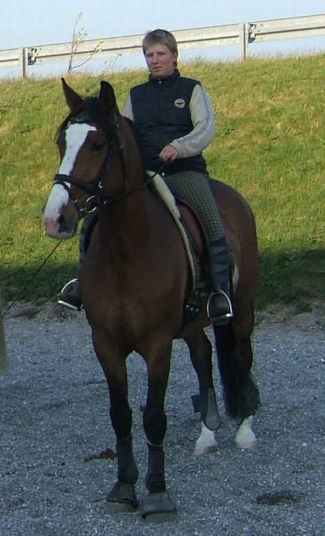 Polsk Varmblod kasia (død) - se hvor dejlig jeg er billede 9