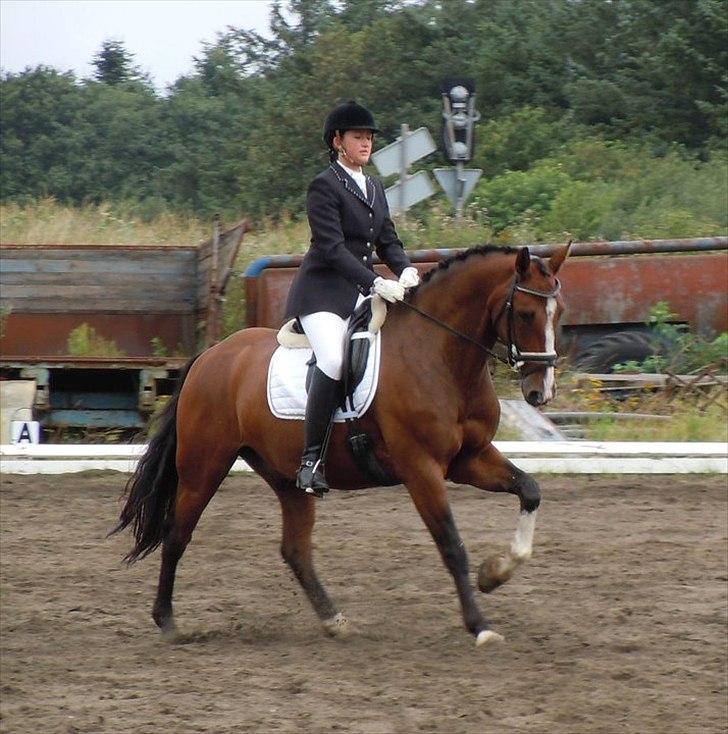 Dansk Varmblod Kalumhus' Kazio - La4, 2010 billede 15