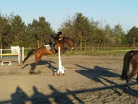 Dansk Varmblod Lucky N  - da jeg næsten lige havde fået hende . undervisning billede 2
