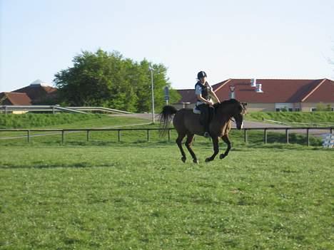 Anden særlig race Santos ¤Rideskole hest¤ - Nyt 30/4 2007: Springundervisning. På vej hen til næste spring. Sær lift komisk ud:D billede 13