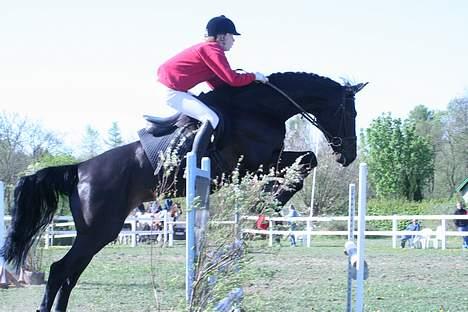 Dansk Varmblod Caassia  - SOLGT - Lb, 29.04.07 Taget af kristina O billede 15