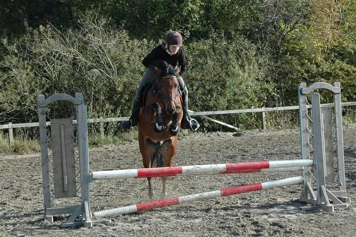 Anden særlig race Kally * R.I.P* 19/3-08 <3 - ¤Nyt!¤ Efterårs springning, på den store bane.. Over spring på 70 cm.. Men hvis du tæller hulerne i siden, ville han også være kommet over 110 cm med 5 - 10 cm ned til bommen.. Så vi rammer i vært fald ikke bommen.. :´P billede 16