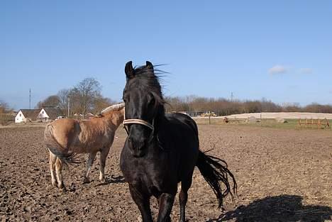 Frieser Hotse - † R.I.P † - Skønne Hotte (: (Foto: AP) billede 15