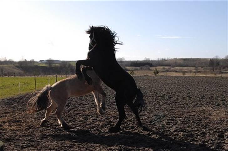 Frieser Hotse - † R.I.P † - Ferrari hesten! (: (Foto: AP) billede 16