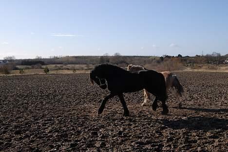 Frieser Hotse - † R.I.P † - Skøre hest(: (Foto: AP) billede 18