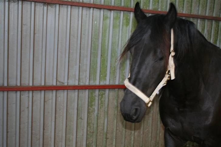Frieser Hotse - † R.I.P † - Hotte..... billede 20