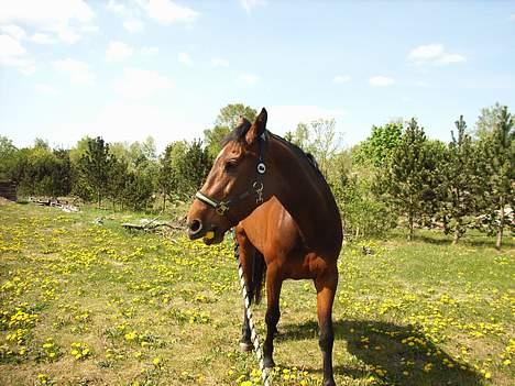 Dansk Varmblod Lucky N  billede 3