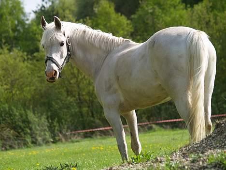 Anden særlig race Flying Fellow <3 *R.I.P* - på fold. Altid elsket, aldrig glemt. billede 2