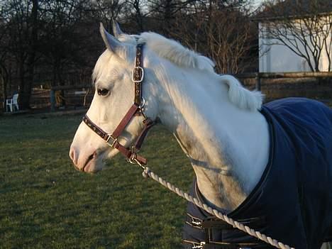 Anden særlig race Flying Fellow <3 *R.I.P* - elsker dig.<3 billede 3