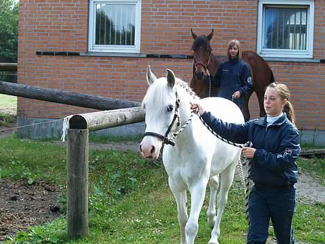 Anden særlig race Flying Fellow <3 *R.I.P* - på vej til stævne, savner at have dig med, du gjorde det altid til et godt stævne. billede 4