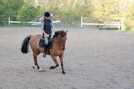 Irsk Sportspony Limbo  billede 8