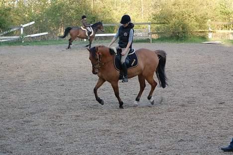 Irsk Sportspony Limbo  billede 9