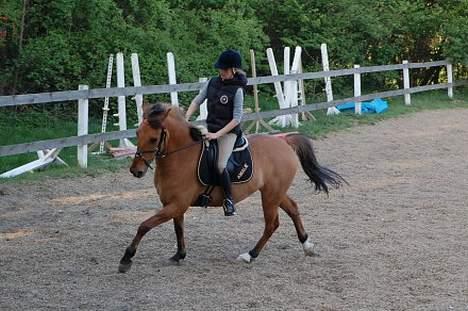 Irsk Sportspony Limbo  billede 10