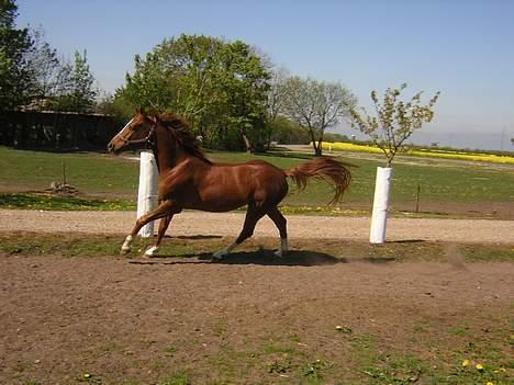 Anden særlig race Totti <3  *SOLGT*  - leger lidt med dem ham og butterfly på marken.. ;) billede 12