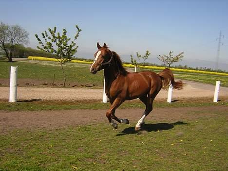 Anden særlig race Totti <3  *SOLGT*  - juhuuh. hehe billede 13