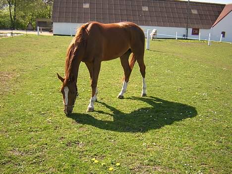 Anden særlig race Totti <3  *SOLGT*  - totti på fold. billede 14