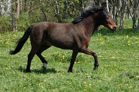 Welsh Pony af Cob-type (sec C) Hedehuses Skipper *R.I.P.* - Skipper i trav på marken :D billede 19
