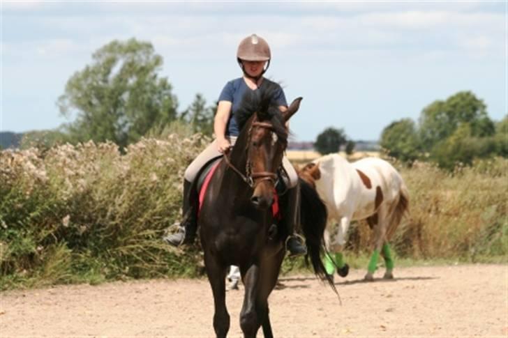 Anden særlig race Praid -Solgt- - Smukke Praid 17-8-2009 billede 13