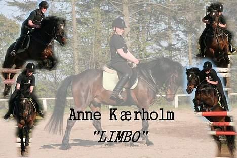 Tysk Sportspony Nero276{R.I.P} - Dejligt billed.. Tak for det tine ;) billede 1