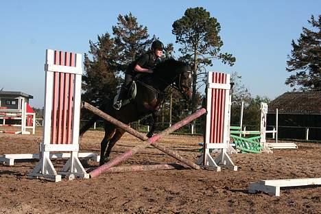 Tysk Sportspony Nero276{R.I.P} - opvarmnings kryds billede 2