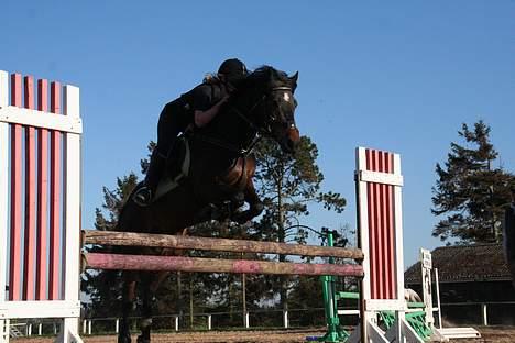 Tysk Sportspony Nero276{R.I.P} - opvarmnings lodret billede 3