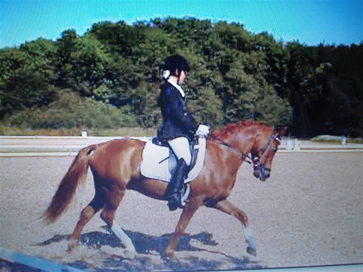 Welsh Pony (sec B) Lykkes chester<33 - smukke´dreng<3 billede 11