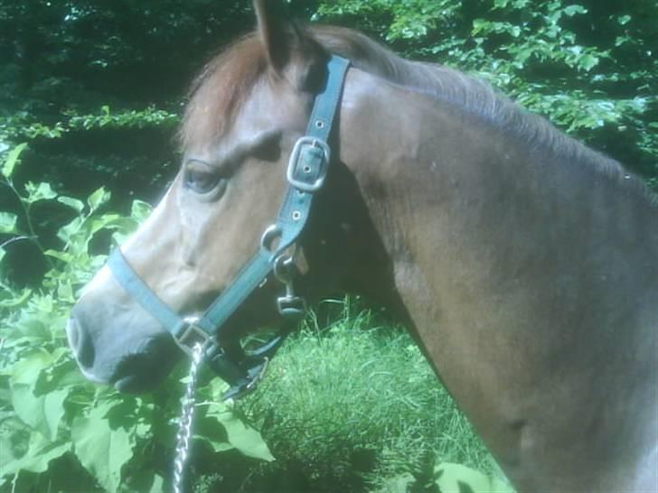 Welsh Pony (sec B) Lykkes chester<33 - ude og hygge lidt i skoven :D billede 12