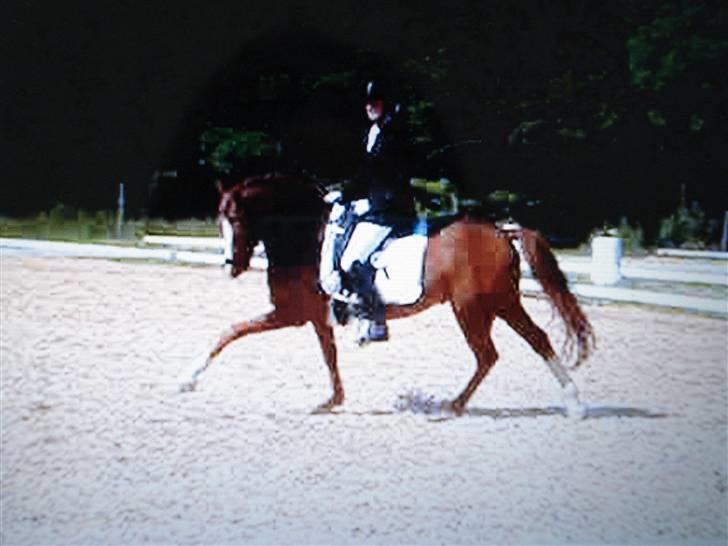 Welsh Pony (sec B) Lykkes chester<33 - galop <3 billede 14
