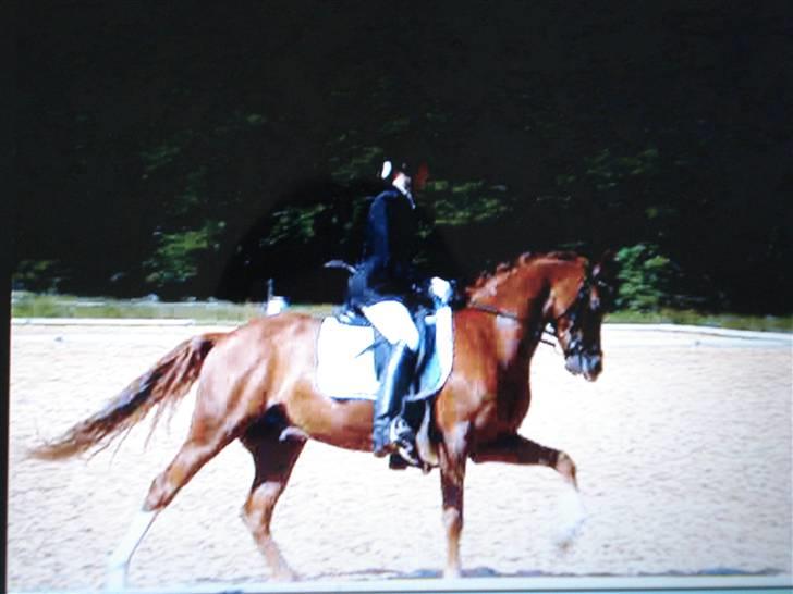 Welsh Pony (sec B) Lykkes chester<33 - igen igen :D billede 15