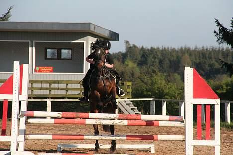 Tysk Sportspony Nero276{R.I.P} - opvarmnings Okser billede 4