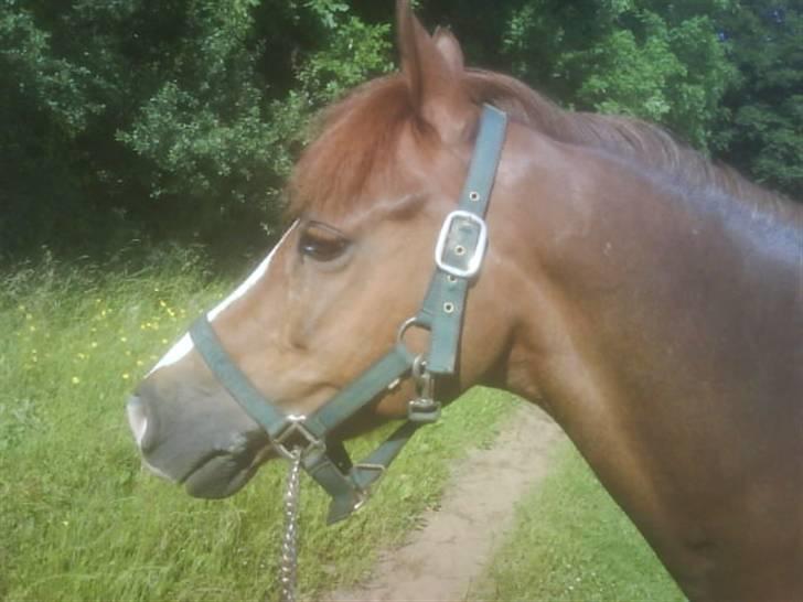 Welsh Pony (sec B) Lykkes chester<33 - hans lille babyface <3 billede 16