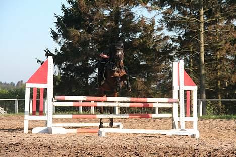 Tysk Sportspony Nero276{R.I.P} - opvarmnings Okser billede 5