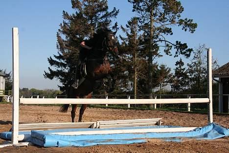 Tysk Sportspony Nero276{R.I.P} - Første gang over vandgraven billede 6