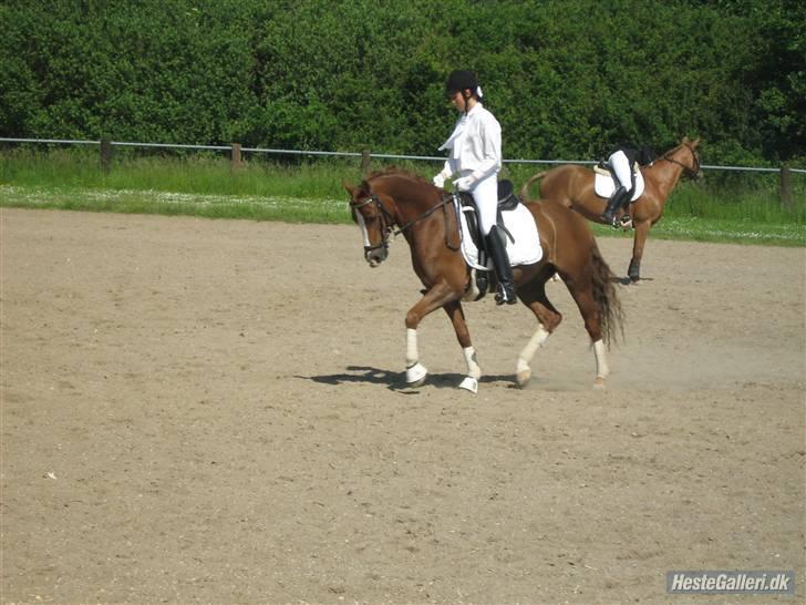 Welsh Pony (sec B) Lykkes chester<33 - opvarming<3´  billede 17