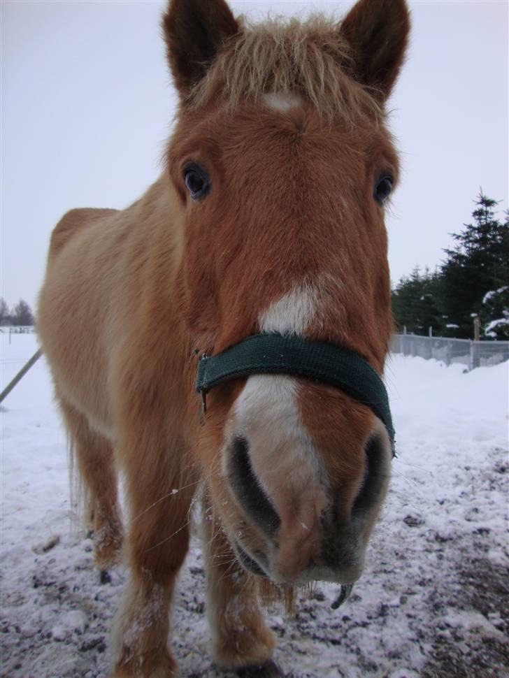 Islænder Thor/ÞÓR frá Þorlákshöfn, - R.I.P - Thor:-) .. foto: mathilde Simonsen billede 5