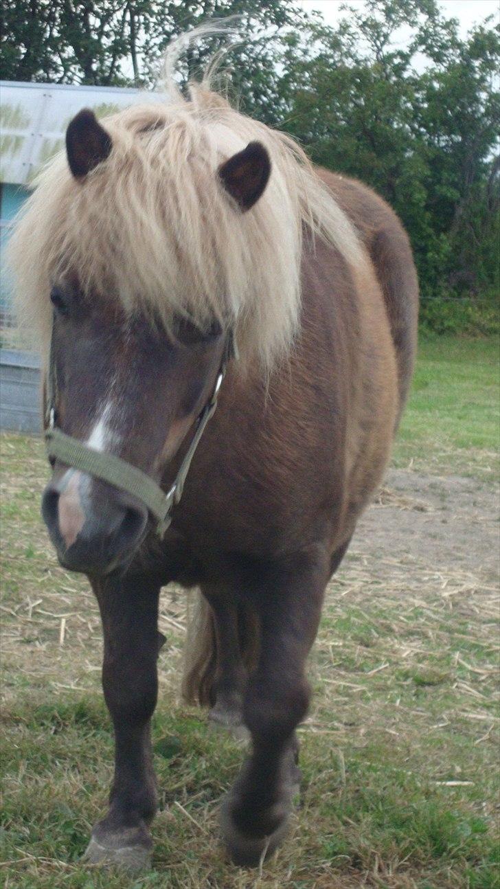 Shetlænder Dismo *R.I.P* - Dismo:-) .. foto: mathilde Simonsen billede 1