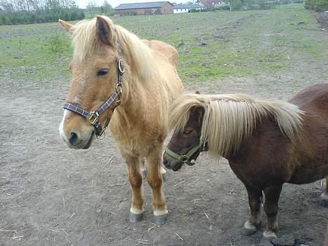 Shetlænder Dismo *R.I.P* - Dismo:-) .. foto: mathilde Simonsen billede 2