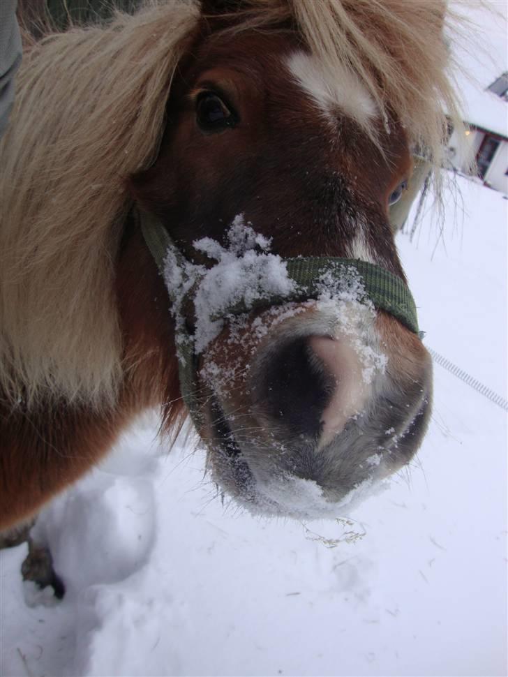 Shetlænder Dismo *R.I.P* - Dismo:-) .. foto: mathilde Simonsen billede 3